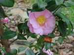 camellia-winters-interlude-21