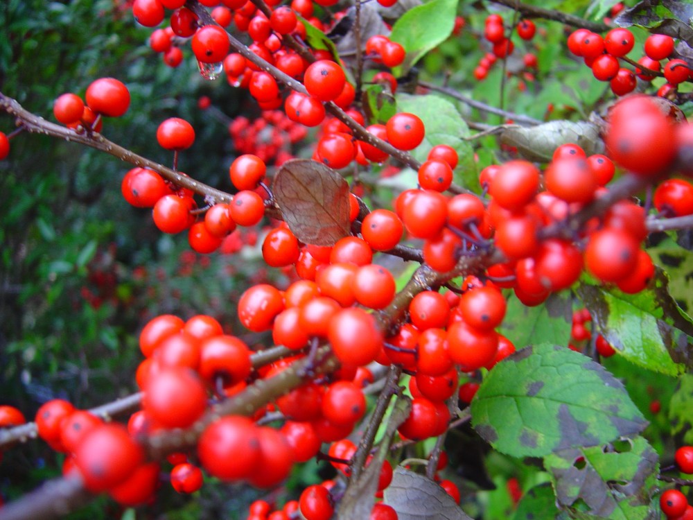 Sparkleberry holly
