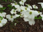 dogwood-white-4