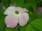 dogwoodstellarpink1