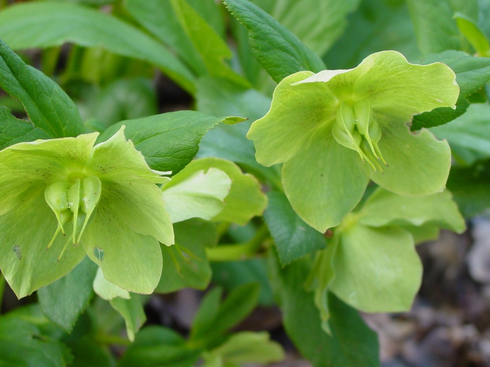 helleborus2 helleborus2