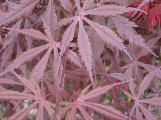 Burgundy Lace Japanese maple