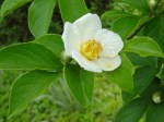 stewartia1