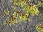 witch-hazel-arnolds-promise-1021