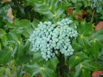 mahonia-beali-fruit