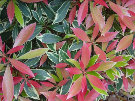 Flaming Silver pieris