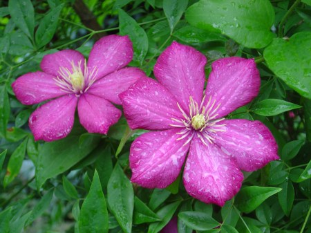 Clematis jackmanii