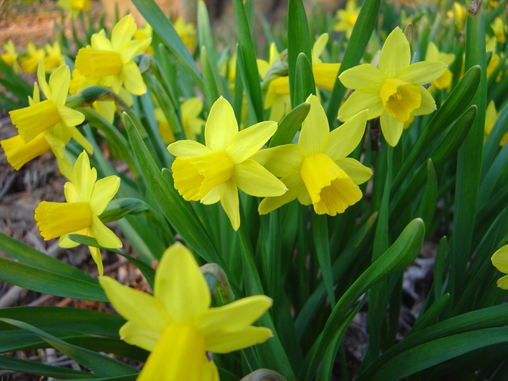 daffodil-103