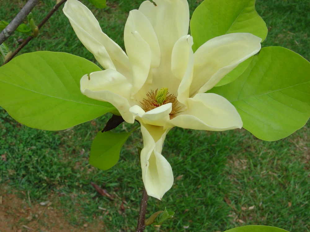 magnolia-elizabeth-2