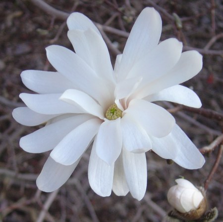 Royal Star magnolia in early March