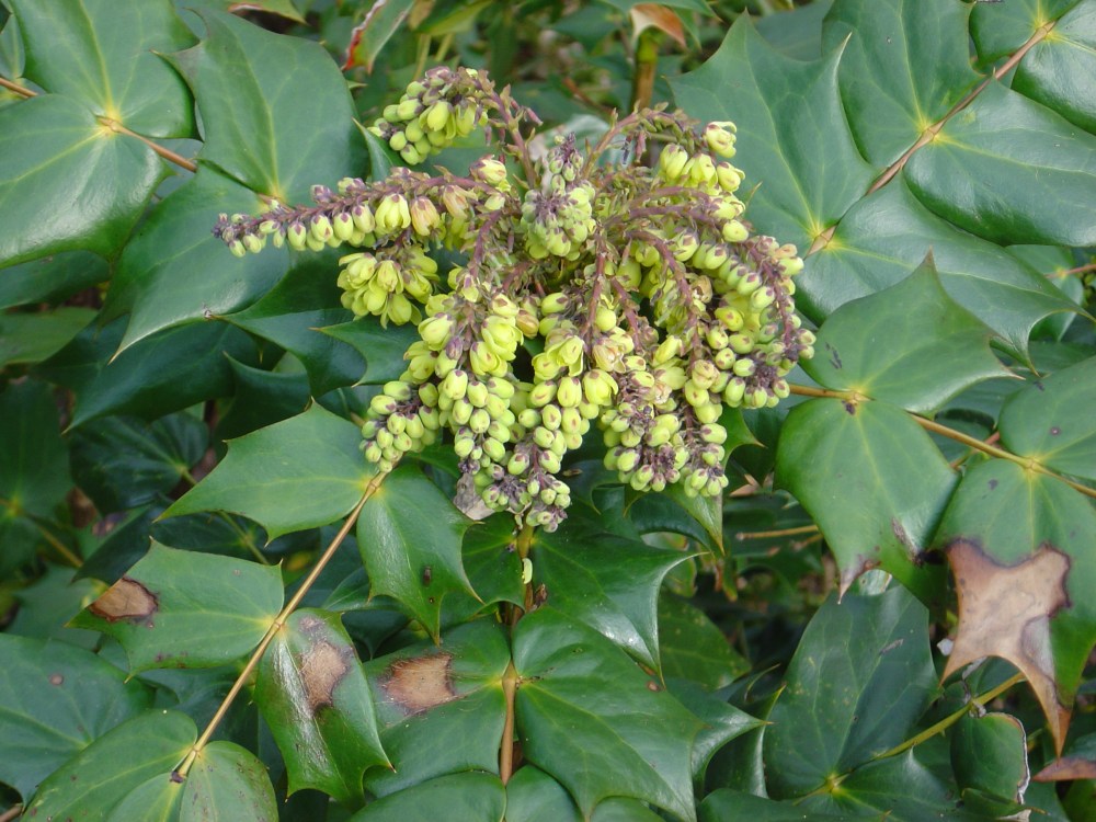 mahonia-beali-100