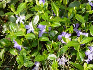 vinca1