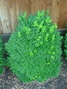 buxus-am
