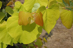 cercis-hearts-of-gold1