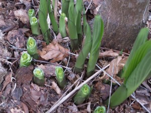 New shoots of hosta eaten