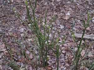 Aucuba inearly Spring after deer have eaten all leaves