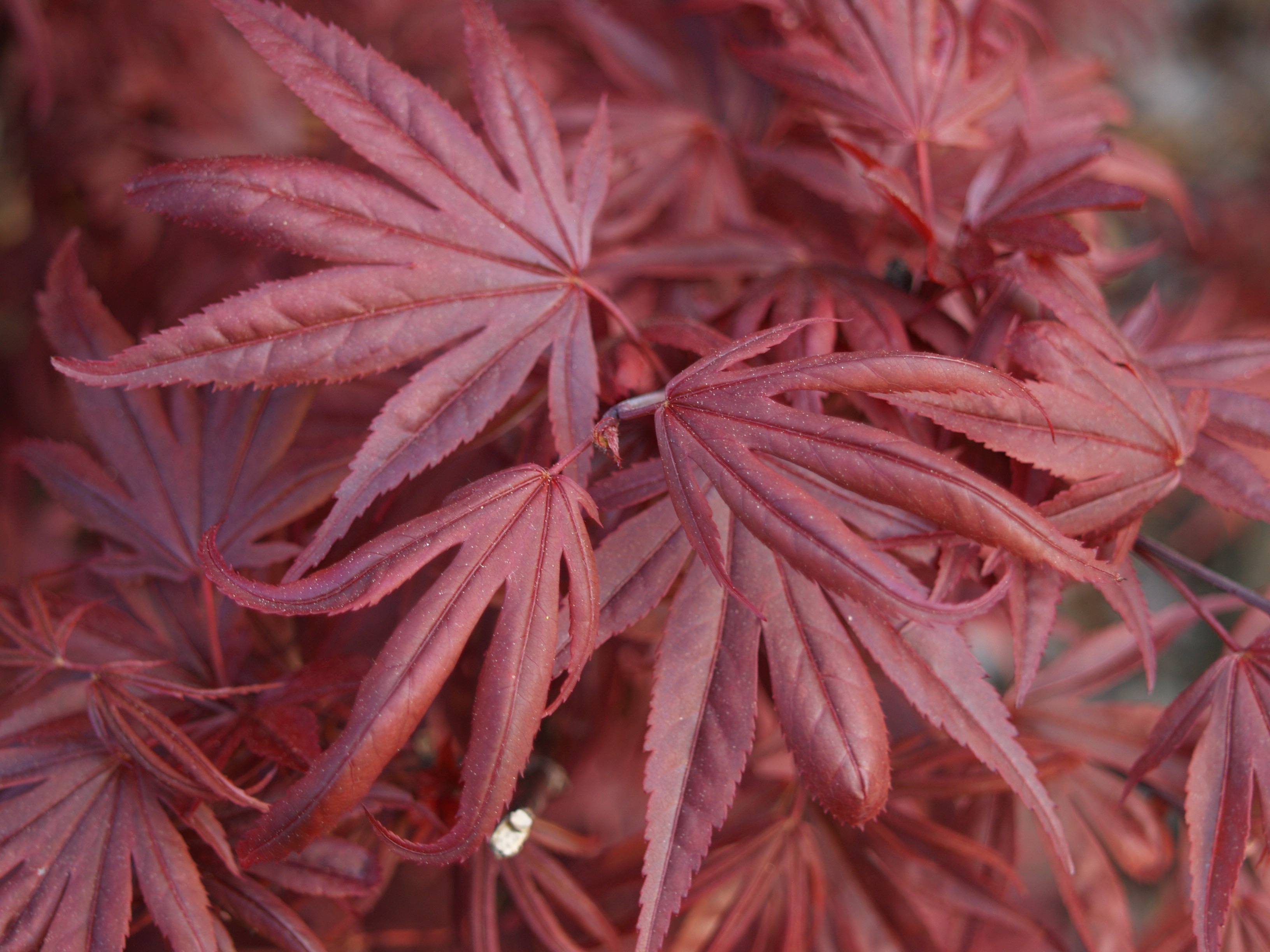 Japanese maples – Ramblin' through Dave's Garden