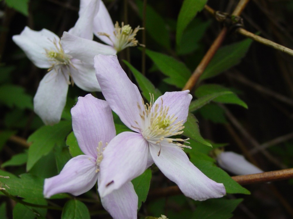 CLEMATIS3