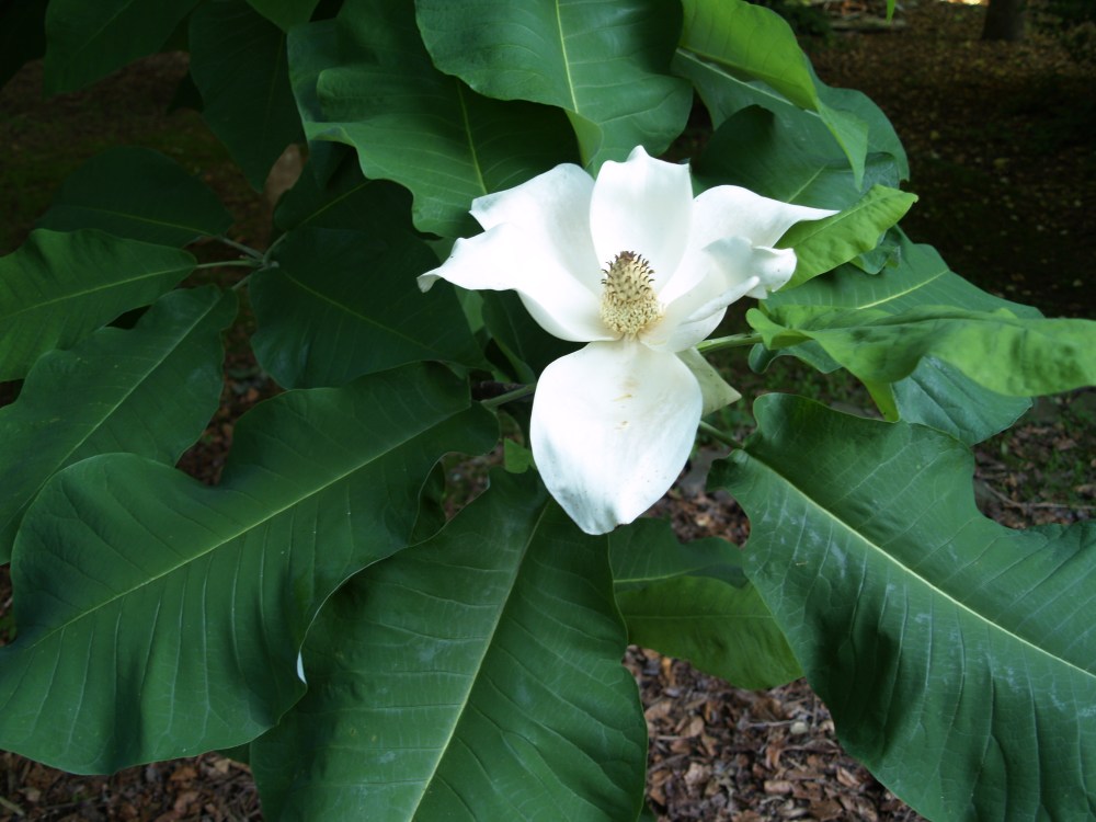 Bigleaf magnolia