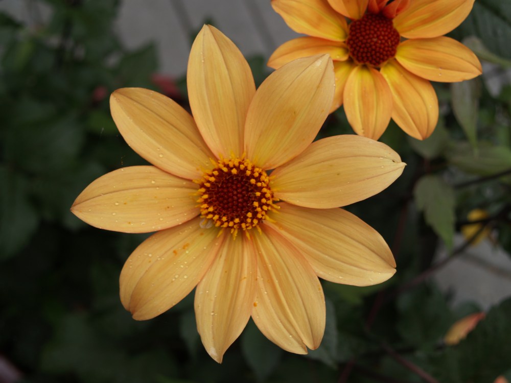 Bishop of York dahlia