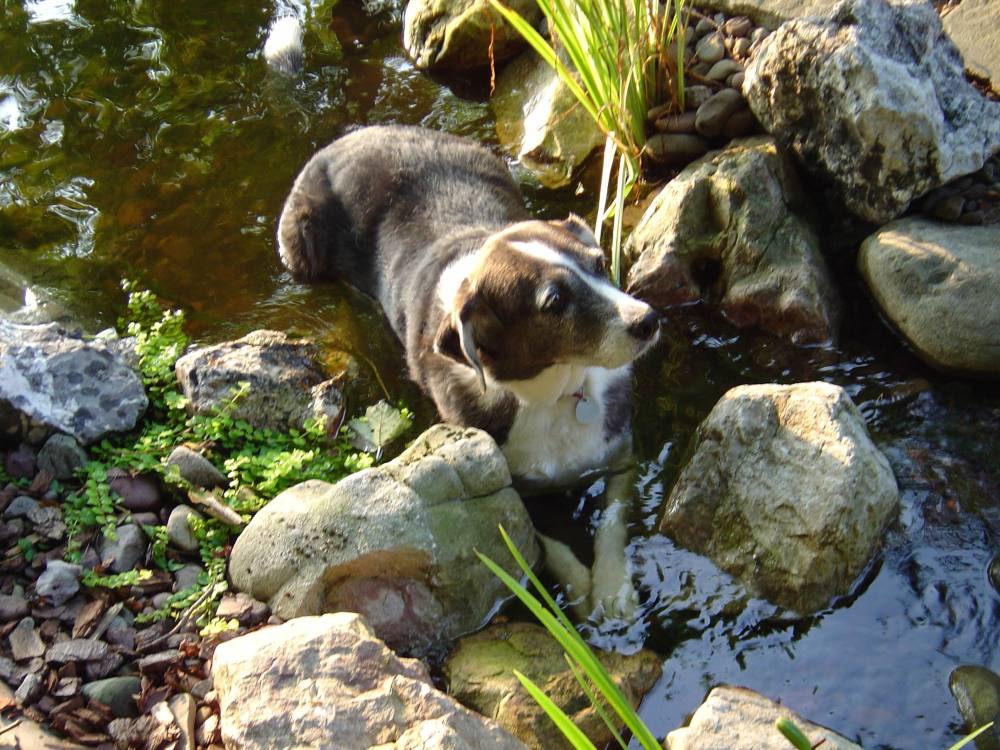 Minnie cools off after running off to chase deer for a few hours. 