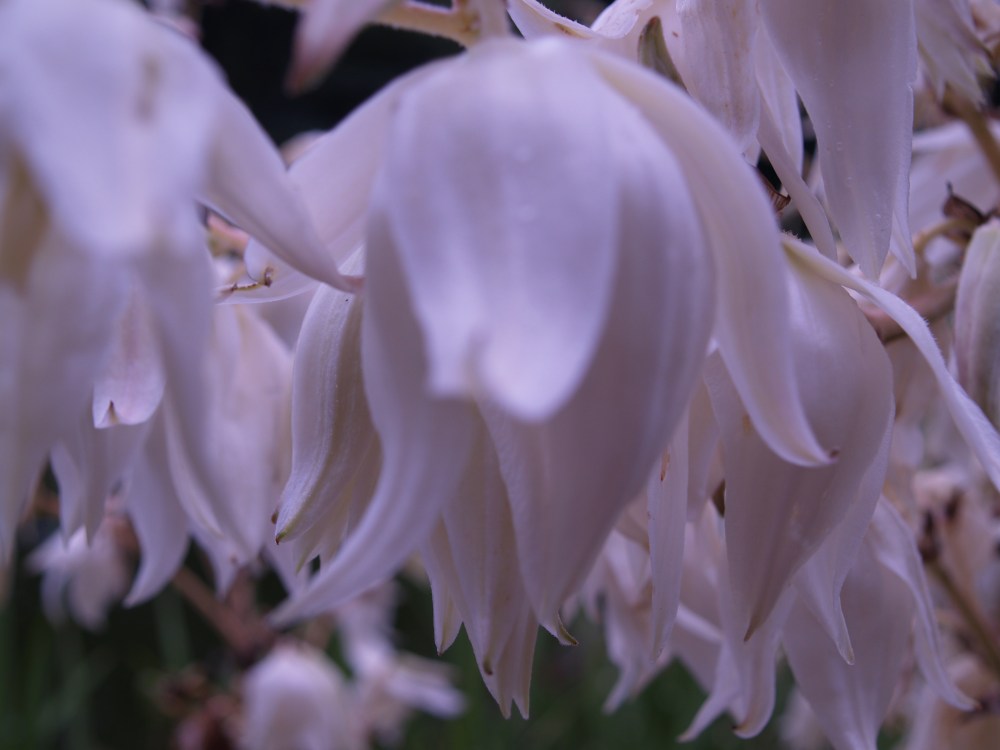 Variegated yucca flowers