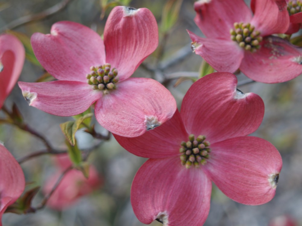 Pink dogwood