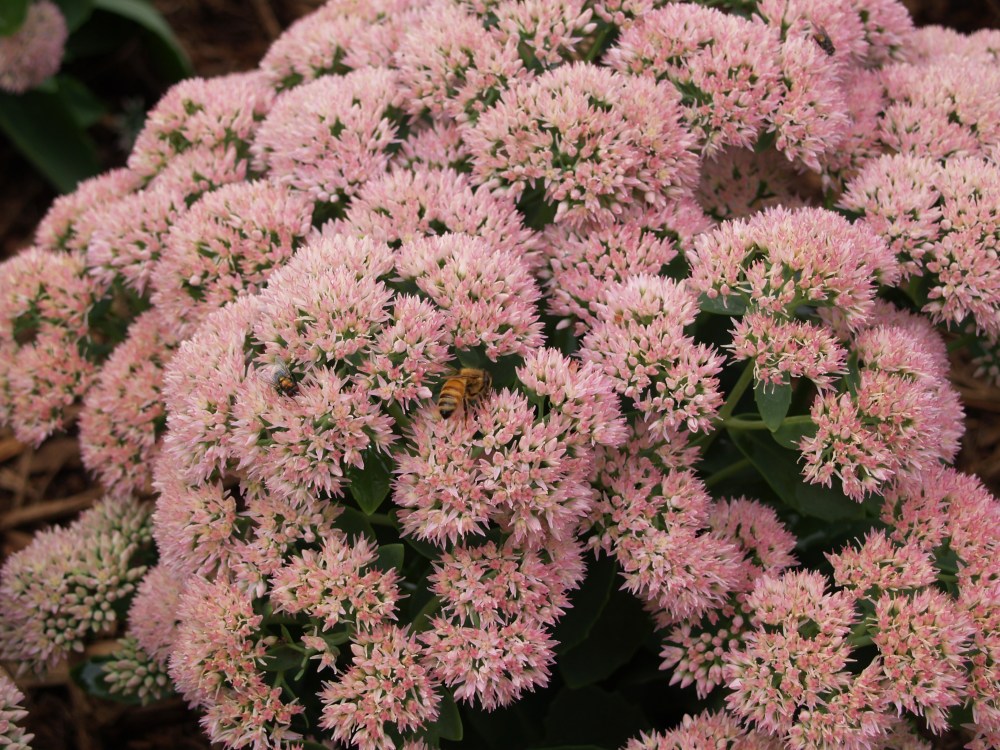 Sedum Autumn Fire