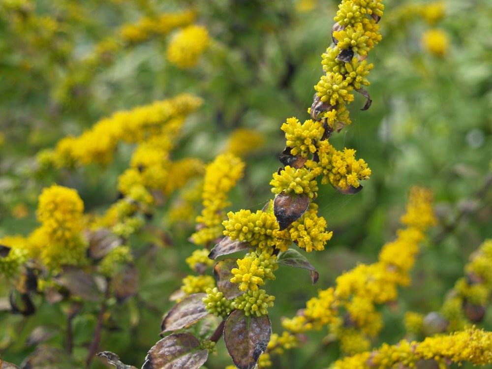 Solidago Fireworks