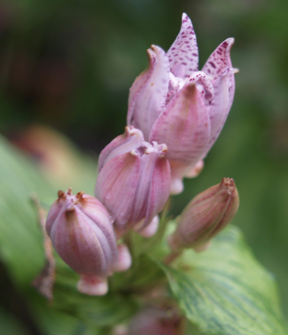 Toad lily buds