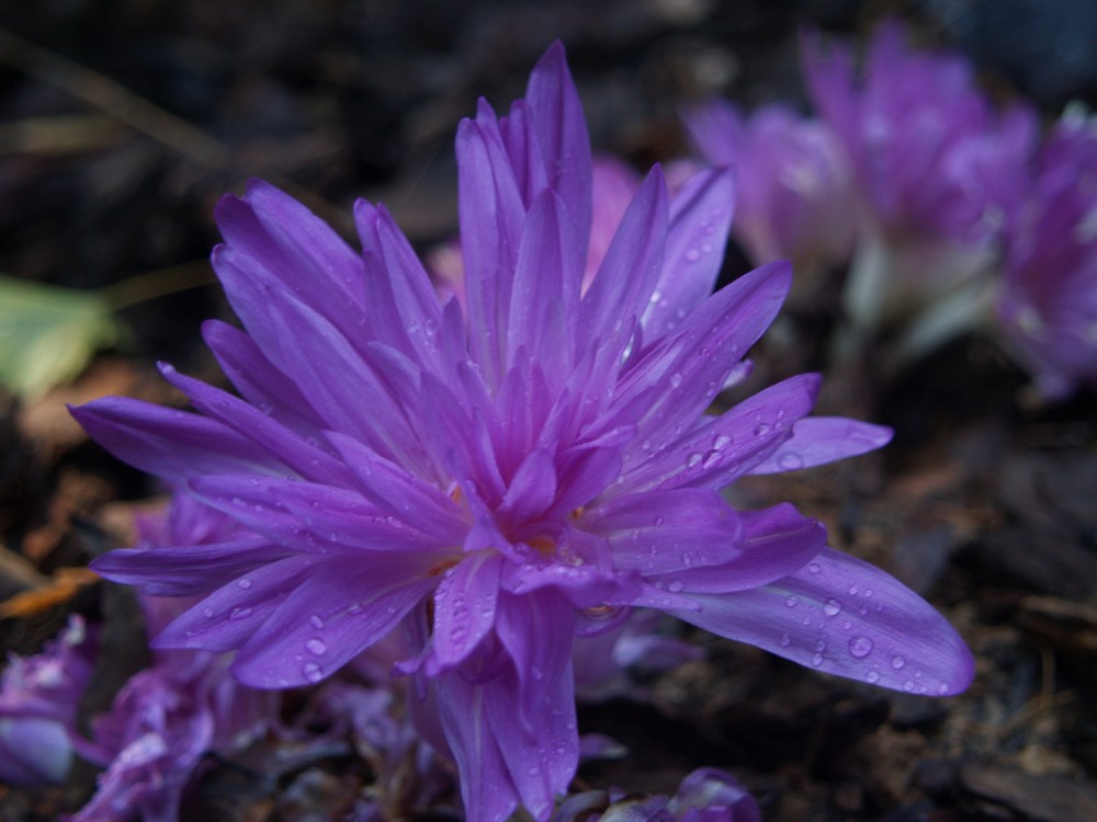 Colchicum Waterlily