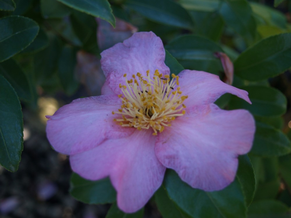 Camellia Winter's Star