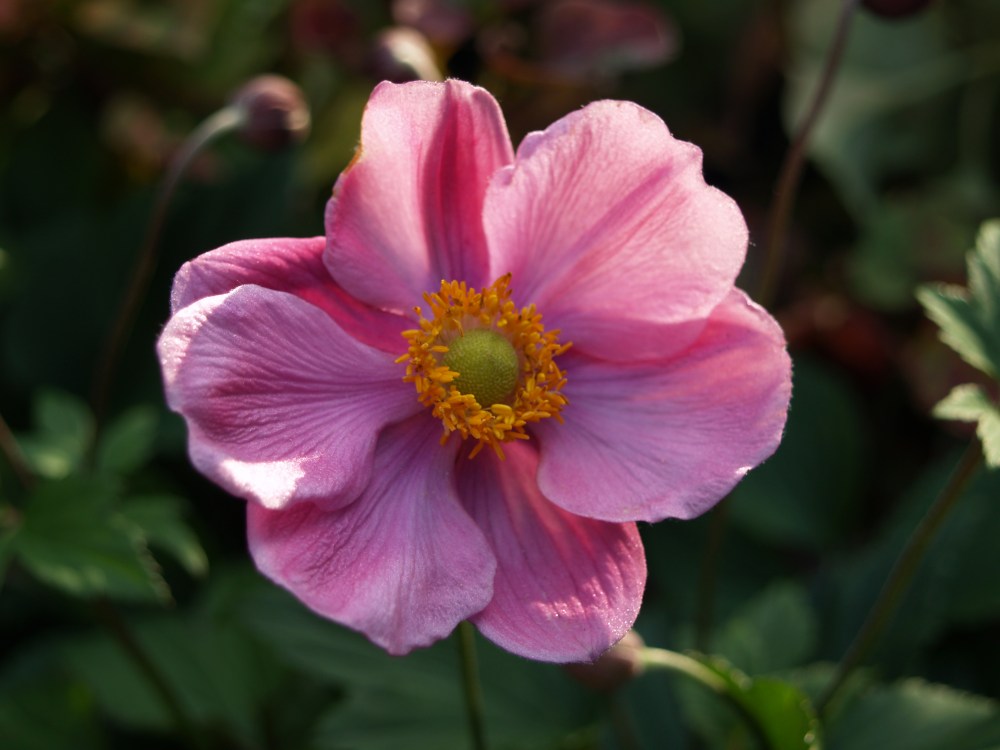 Anemone September Charm Anemone September Charm