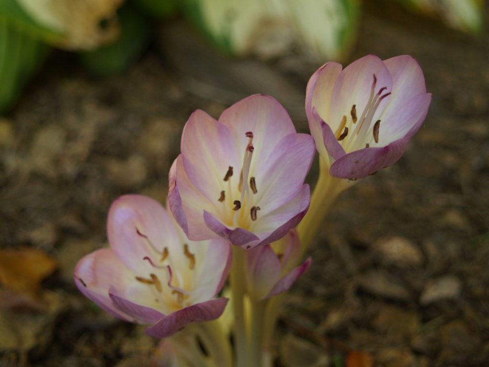 Colchicum byzantium Colchicum byzantium