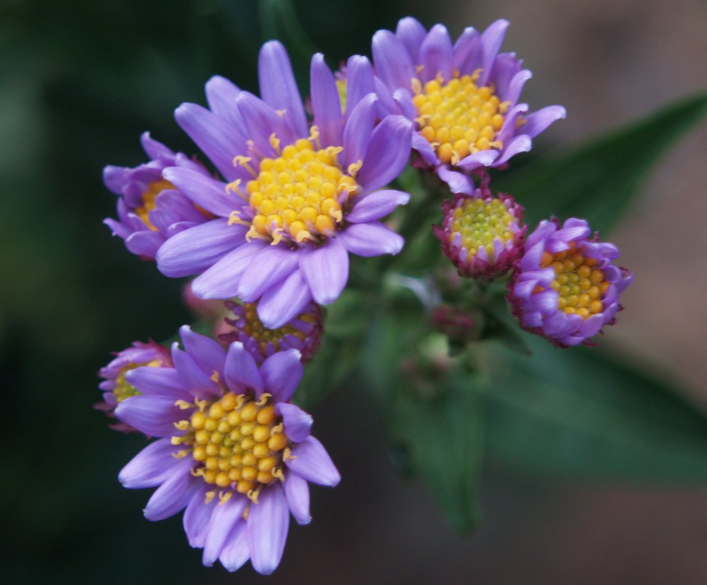 Tatarian daisy Tatarian daisy