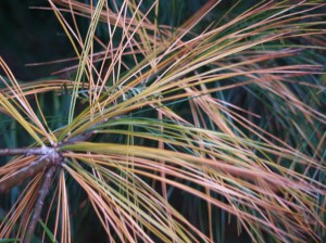 White pine yellowing needles