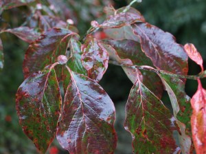 Dogwood fall color