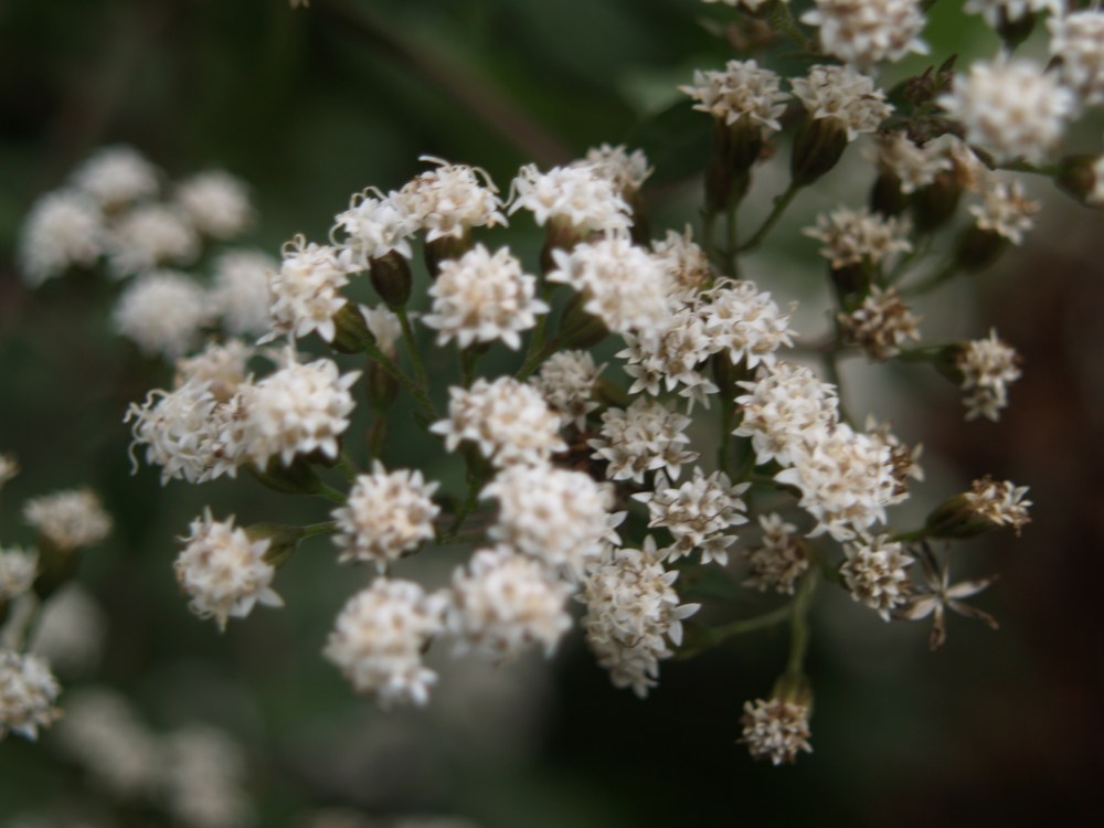 Joe Pye Weed Chocolate