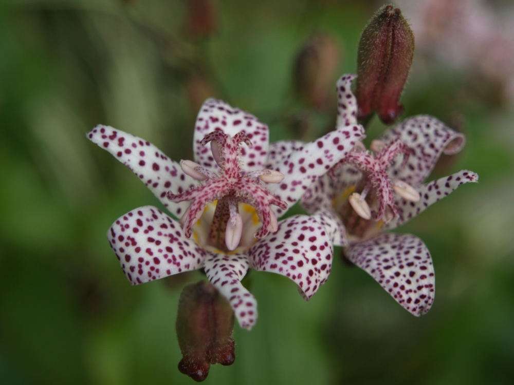 Toad lily in October