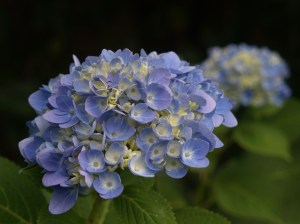 Hydrangea Penny Mac