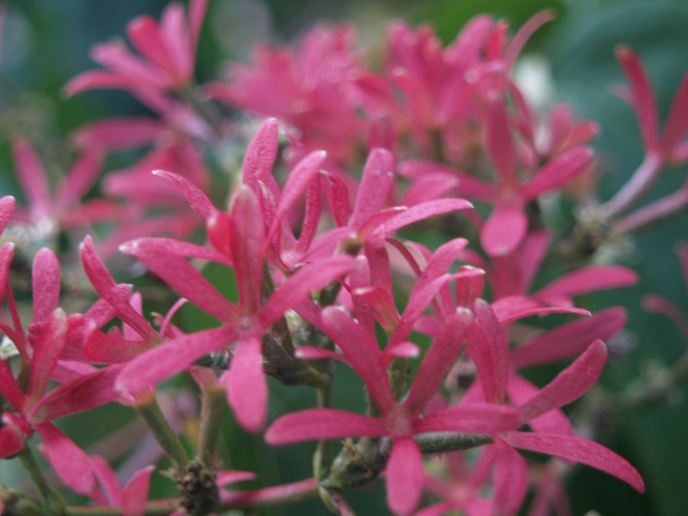 Drupes of Seven Son tree