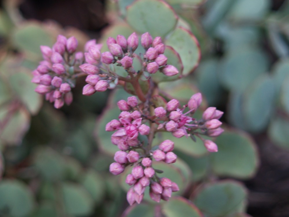 Sedum blooms in late October