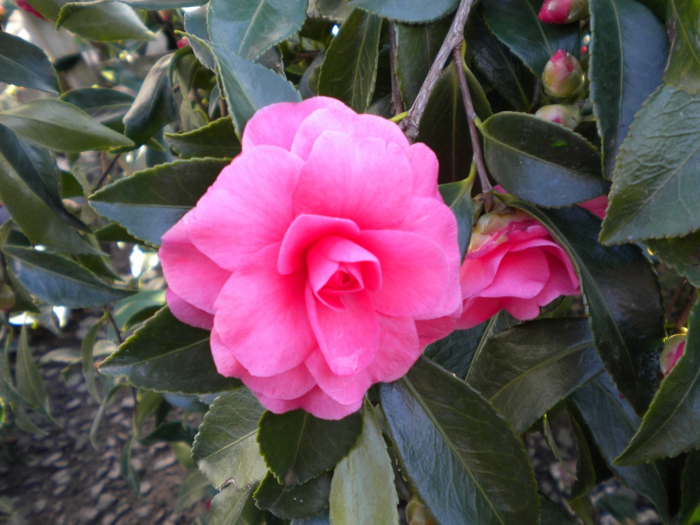 Camellia Chansonette