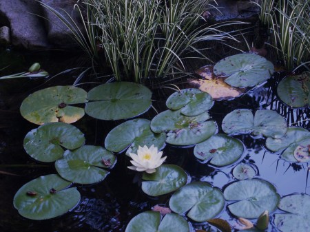 Waterlily aand Sweetflag