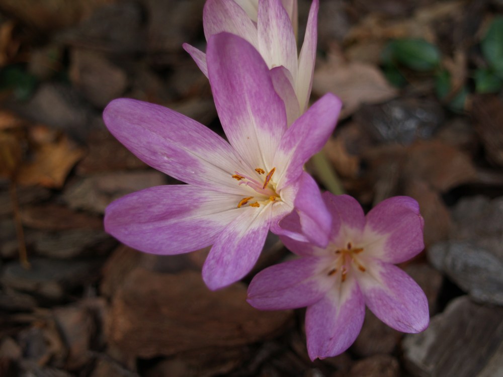 Autumn crocus in early November