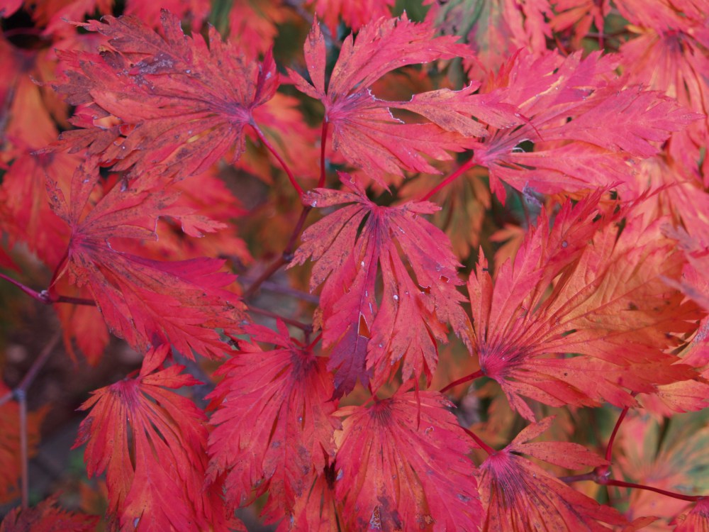 Fern Leaf maple 2