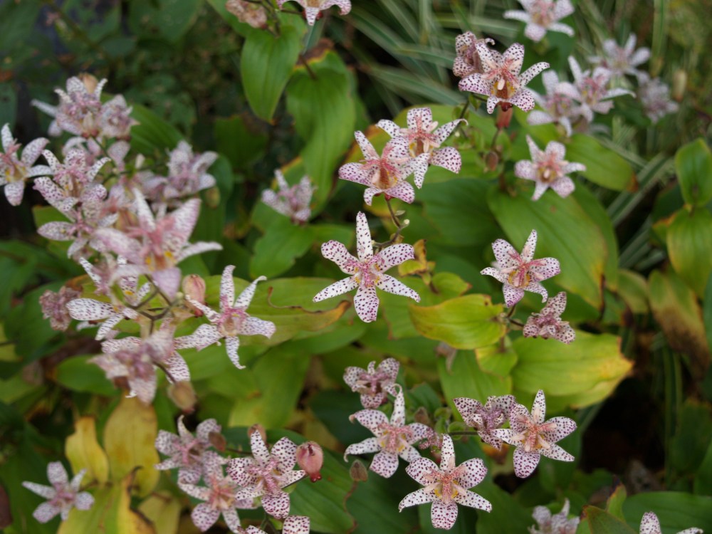 Toad lily in early November
