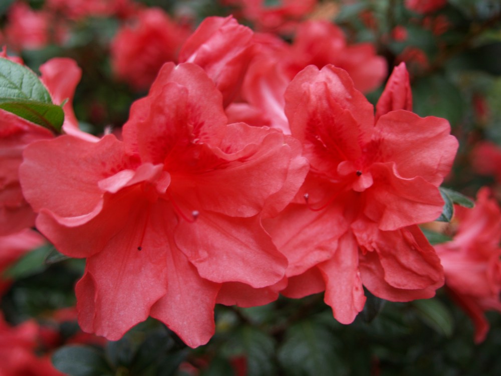 Encore azalea in November