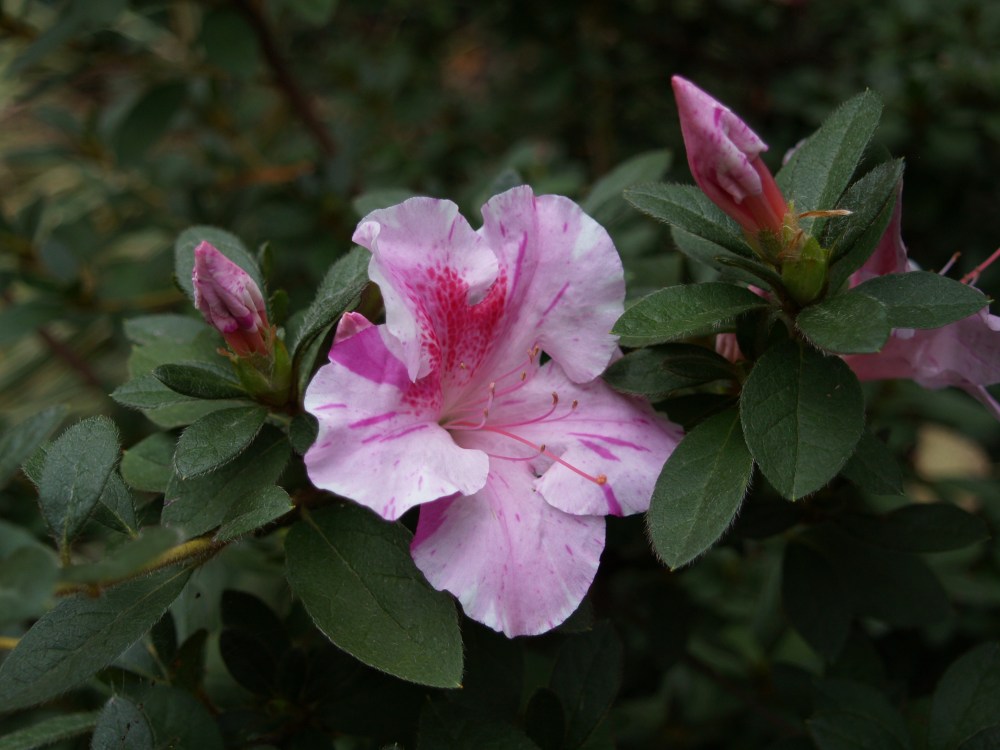 Encore azalea Twist in November