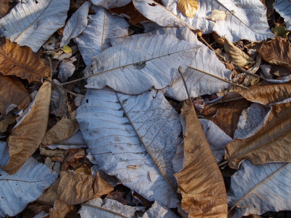 Big Leaf magnolia leaves